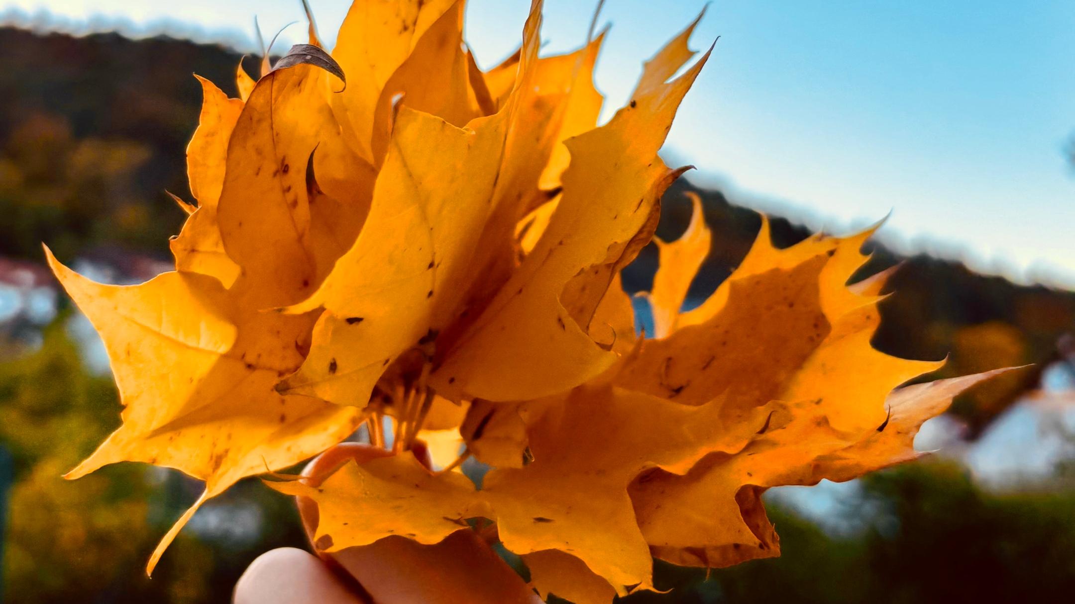 Eine Kinderhand hält buntes Herbstlaub